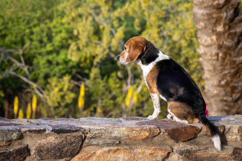 Watch Pup in Paradise Valley, Arizona