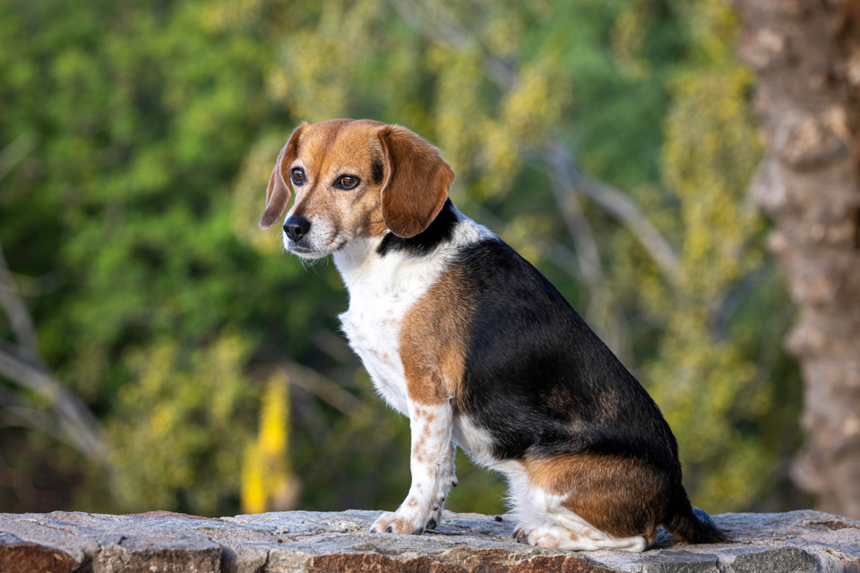 Perfect Beagle in Paradise Valley, Arizona