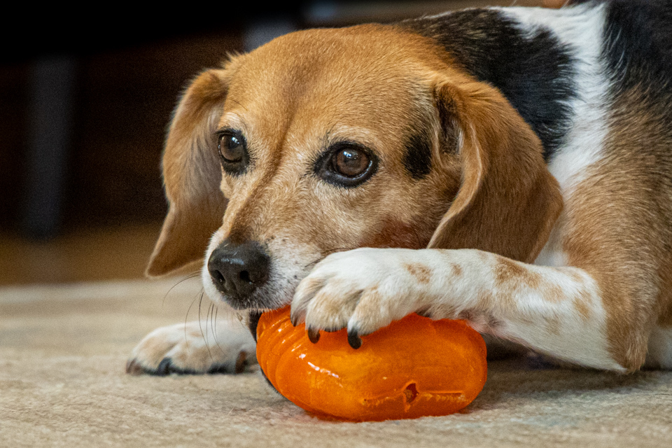 Treat Ball in Highlands, North Carolina