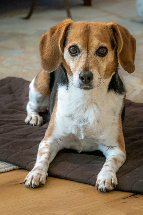 Good Dog in Highlands, North Carolina