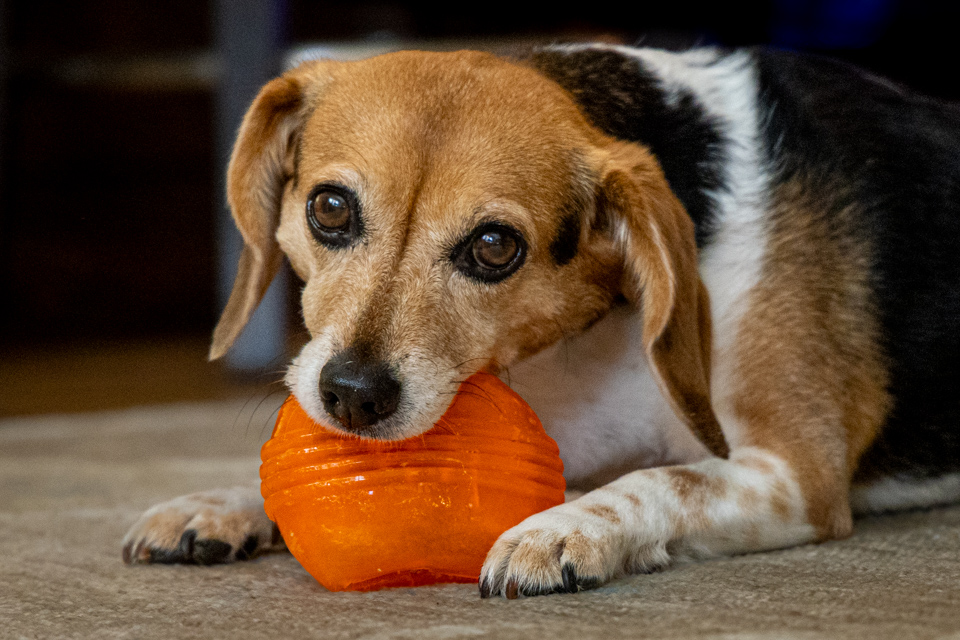 7th Treat Ball in Highlands, North Carolina
