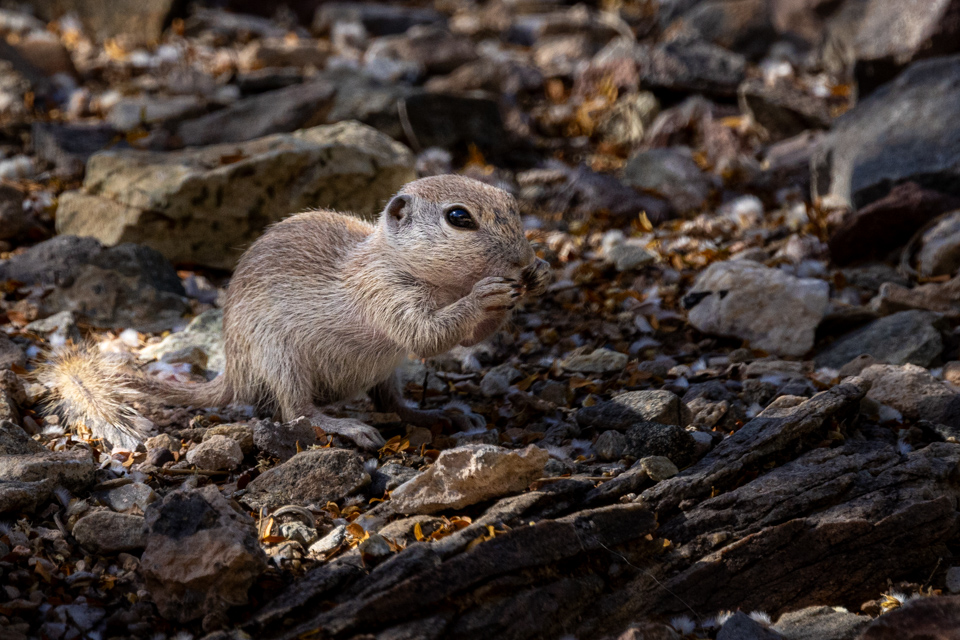 Little Neighbor in Paradise Valley, Arizona