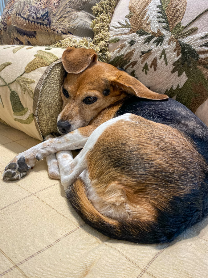 Collapsed Beagle in Highlands, North Carolina