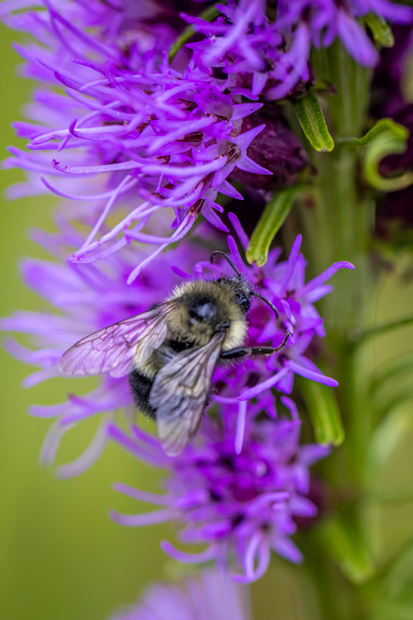 Purple Bee in Highlands, North Carolina