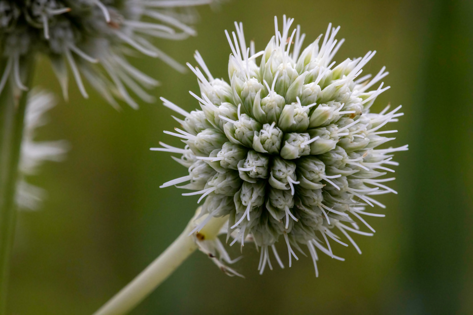 Thistle  in Highlands, North Carolina