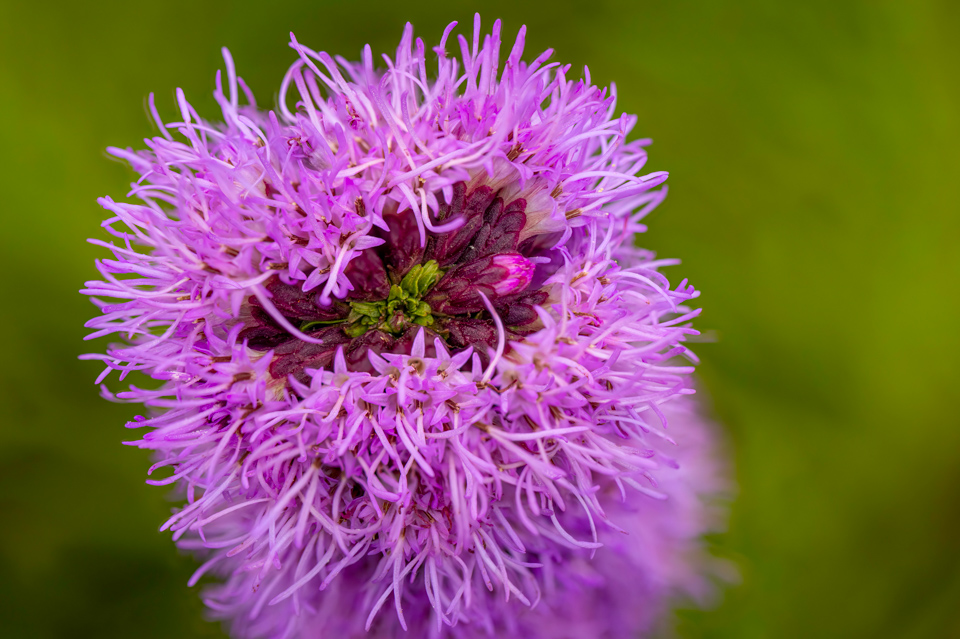 Monster Flower in Highlands, North Carolina