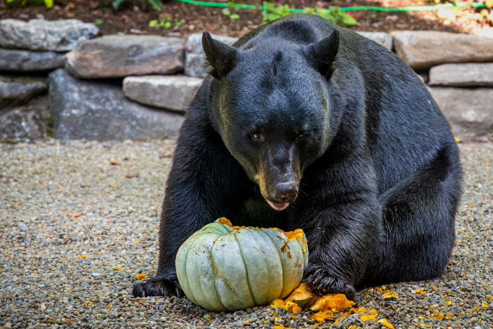 Edible Decorations in Highlands, North Carolina