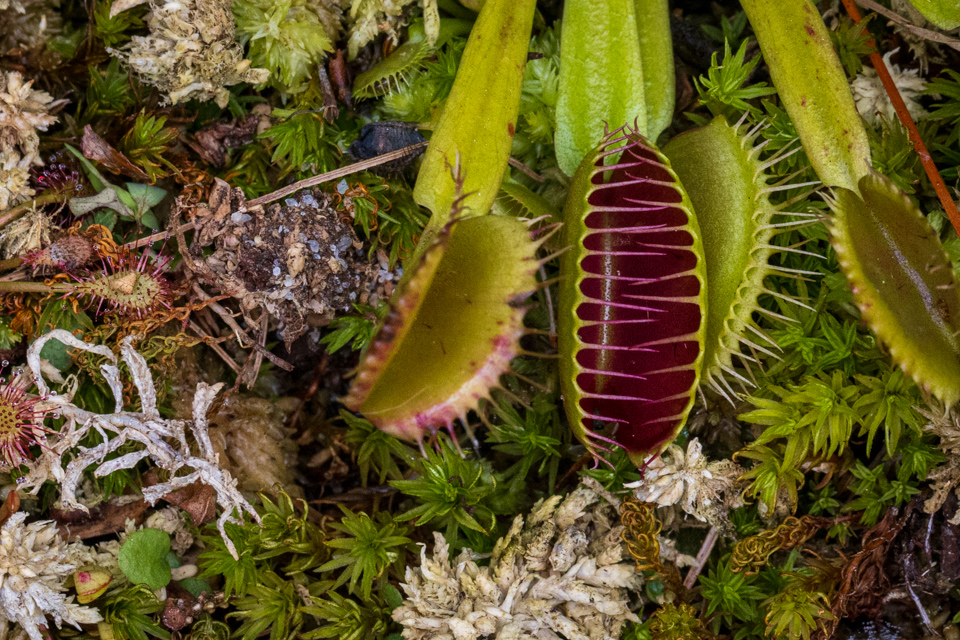 Fly Trap in Highlands, North Carolina