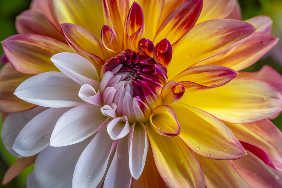 Flower of Many Colors in Highlands, North Carolina