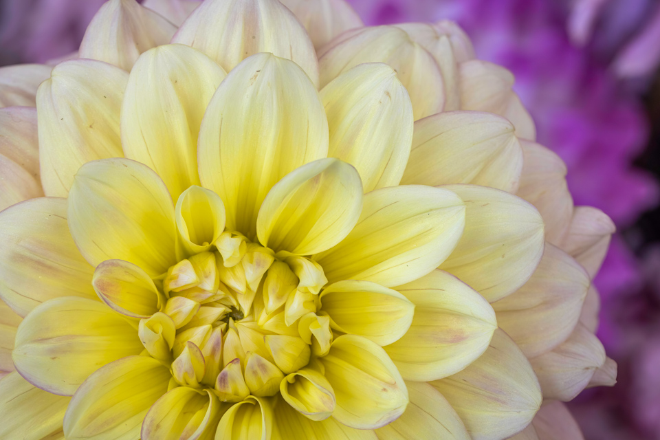 Dahlia in Highlands, North Carolina