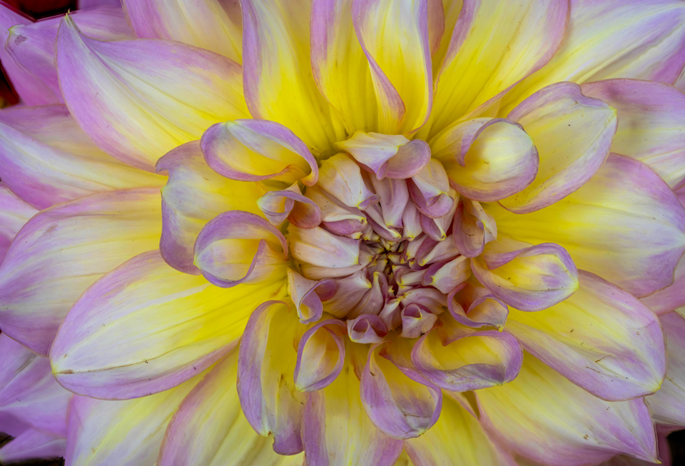 Dahlia Fire in Highlands, North Carolina