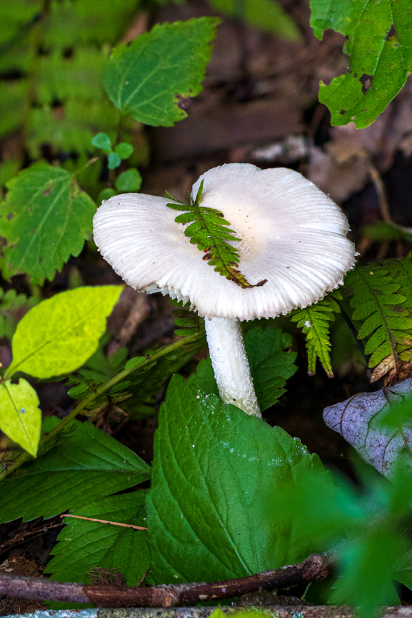 Leaning Leaf in Highlands, North Carolina