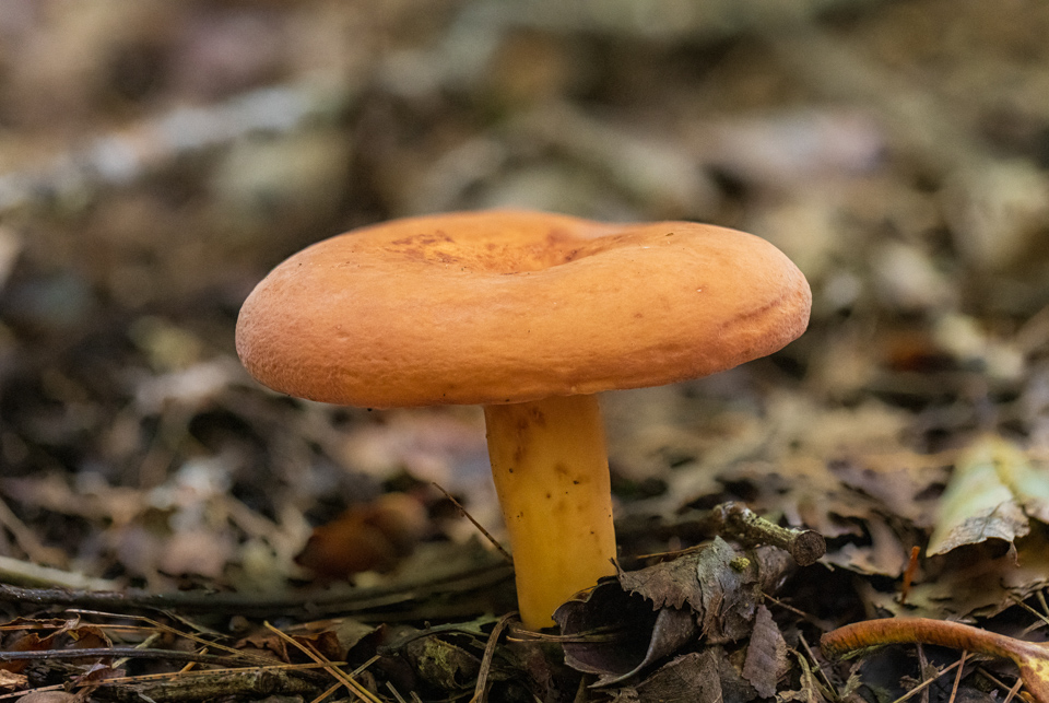 Orange Stool in Highlands, North Carolina