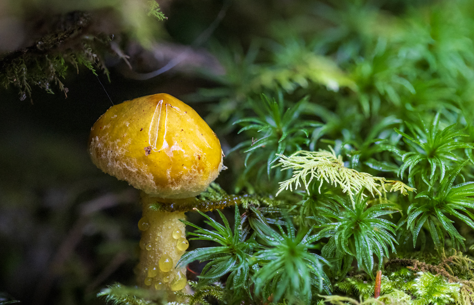 Little 'Shroom in Highlands, North Carolina