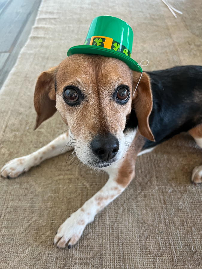 St Paddy Beagle in Paradise Valley, Arizona