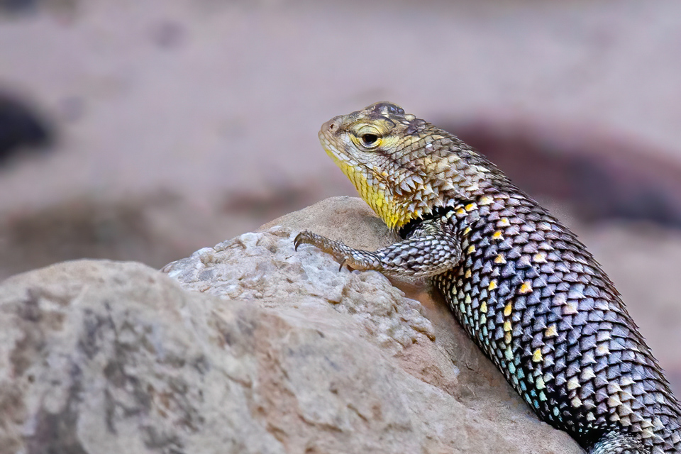 Camping Friend in Grand Canyon, Arizona