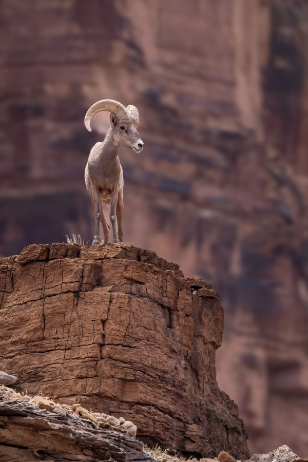 Bighorn Up High in Grand Canyon, Arizona