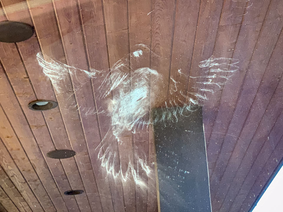 Poor Bird in Paradise Valley, Arizona