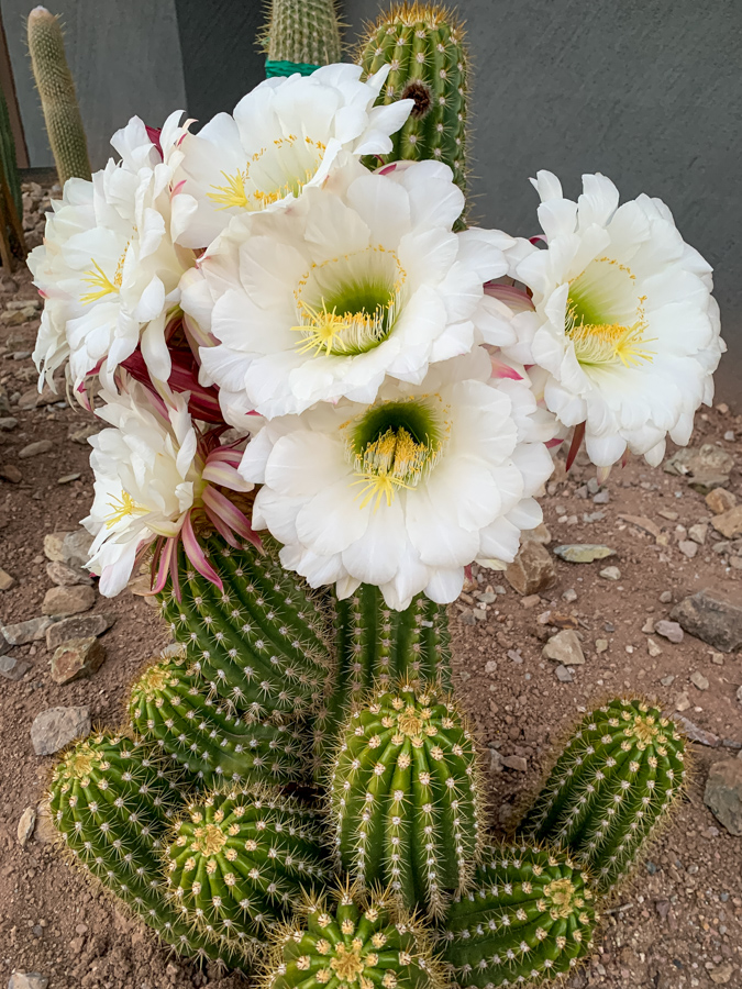 Big Flowers in Paradise Valley, Arizona