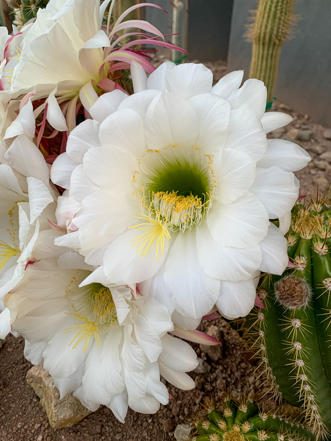 Big White in Paradise Valley, Arizona