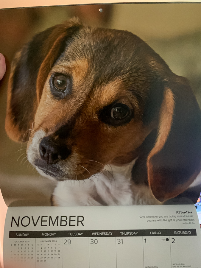 Miss November in Paradise Valley, Arizona