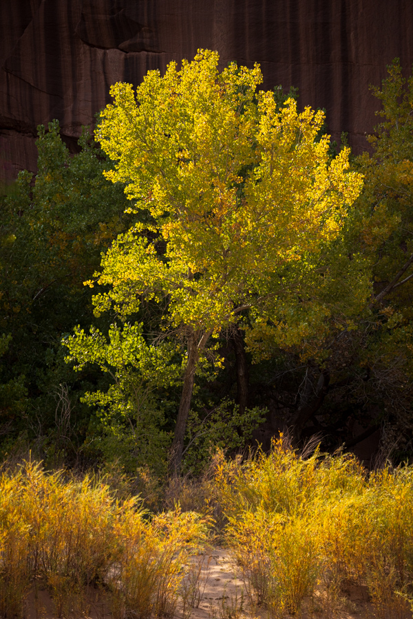 Cottonwood in Chinle, Arizona