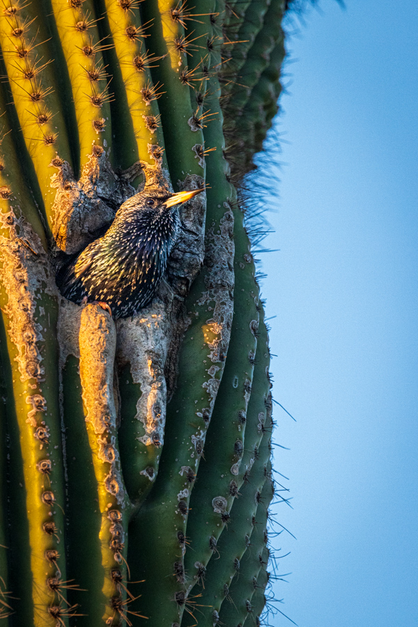 Saguaro Home in Phoenix, Arizona