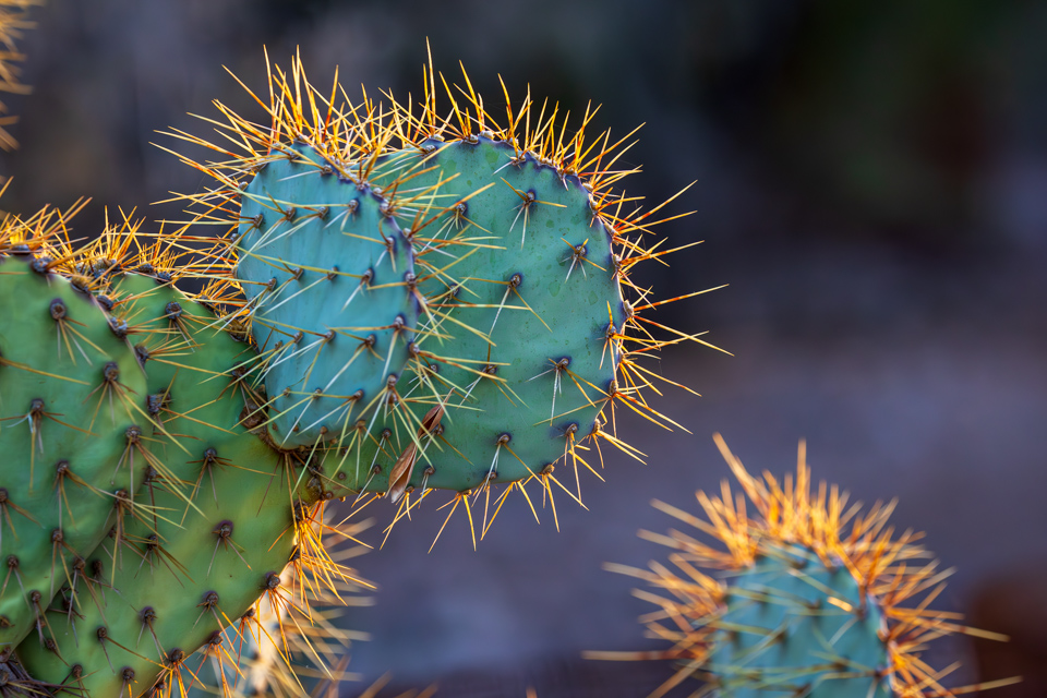 Sunlit Spines in Phoenix, Arizona