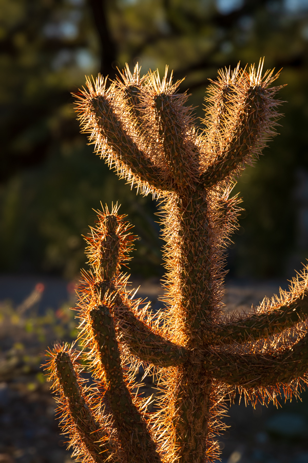 Glowing Cholla in Paradise Valley, Arizona