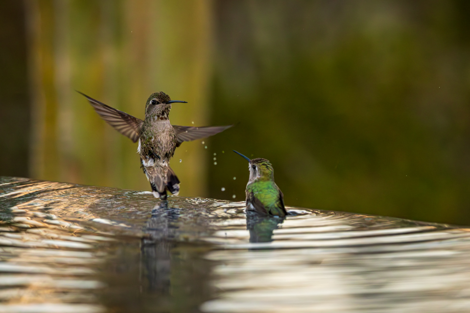 Hummingbird Bathtime in Phoenix, Arizona