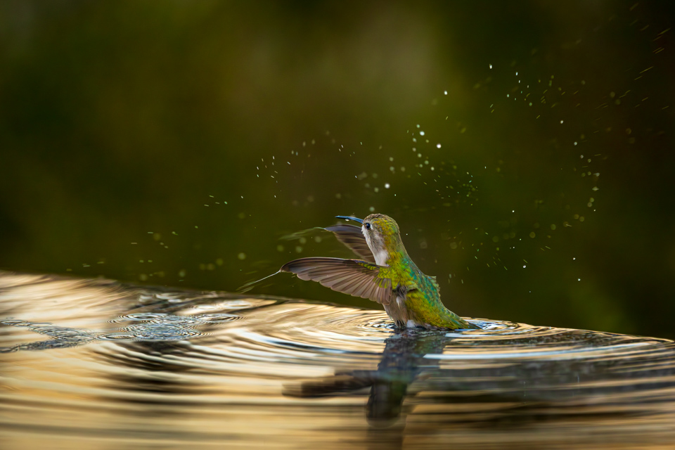 Splashing in Phoenix, Arizona