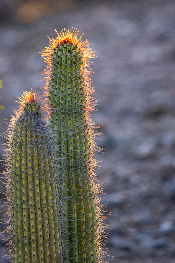 Golden Halo in Phoenix, Arizona