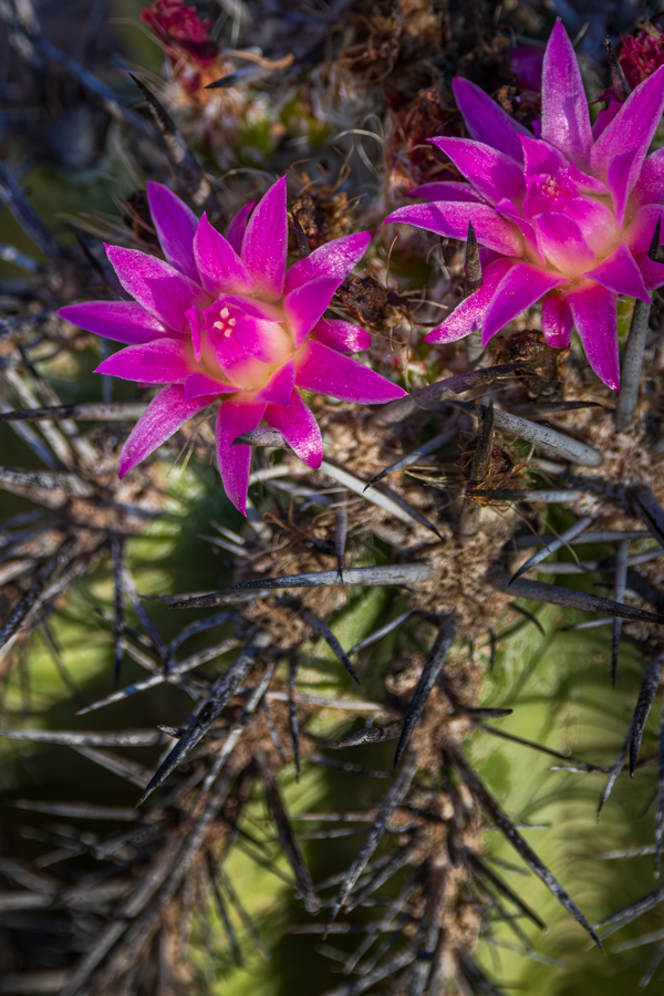 Early Flower in Phoenix, Arizona