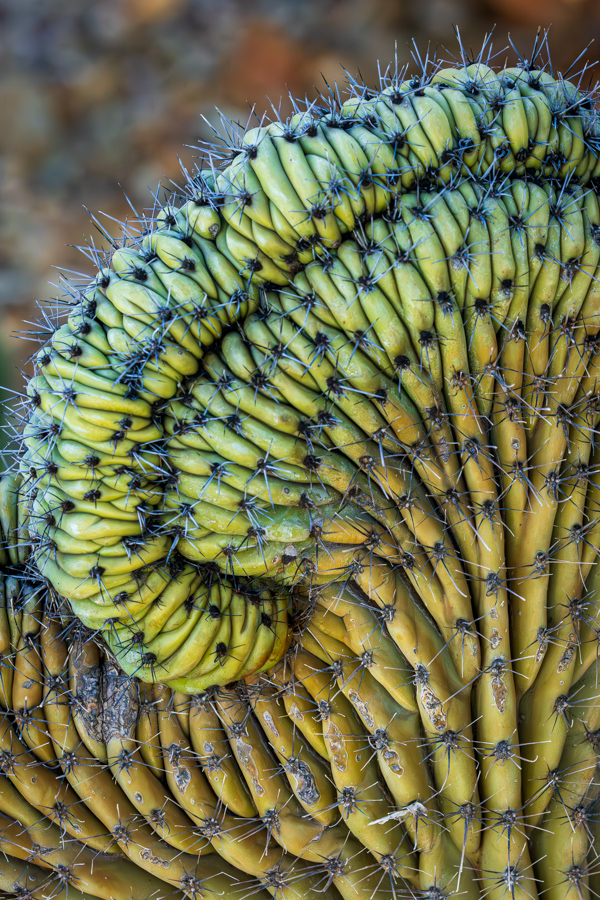 Cactus Curls in Phoenix, Arizona