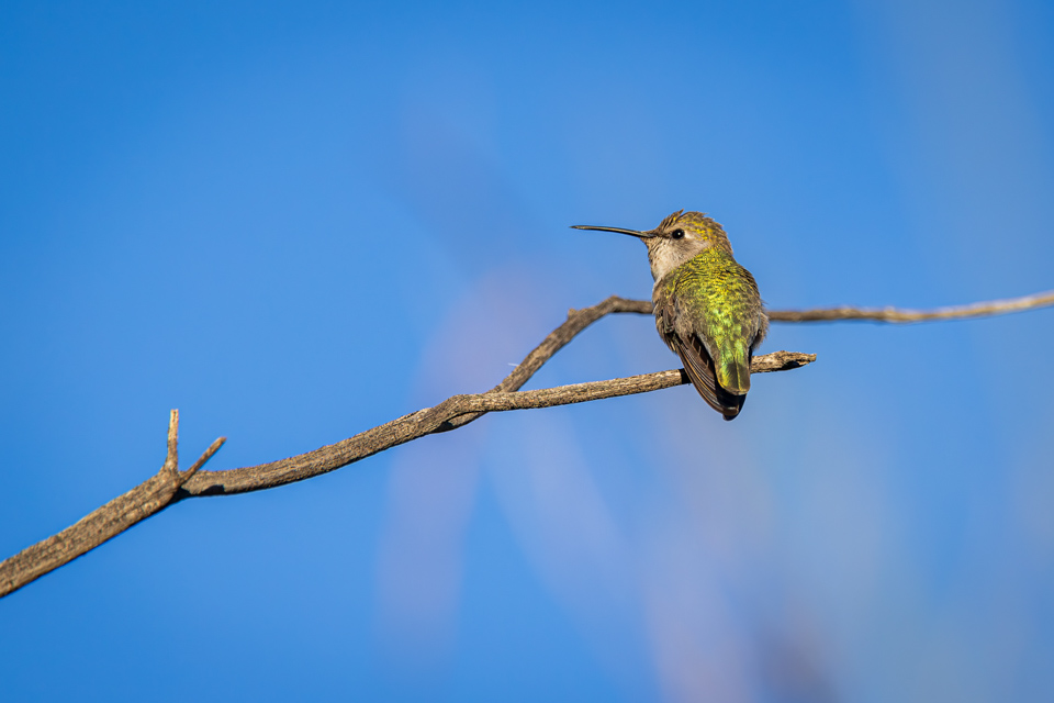 Watching for Others in Phoenix, Arizona