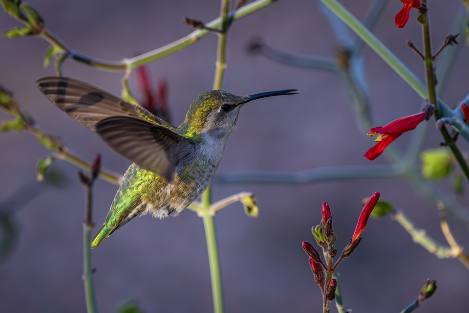 In Flight in Phoenix, Arizona