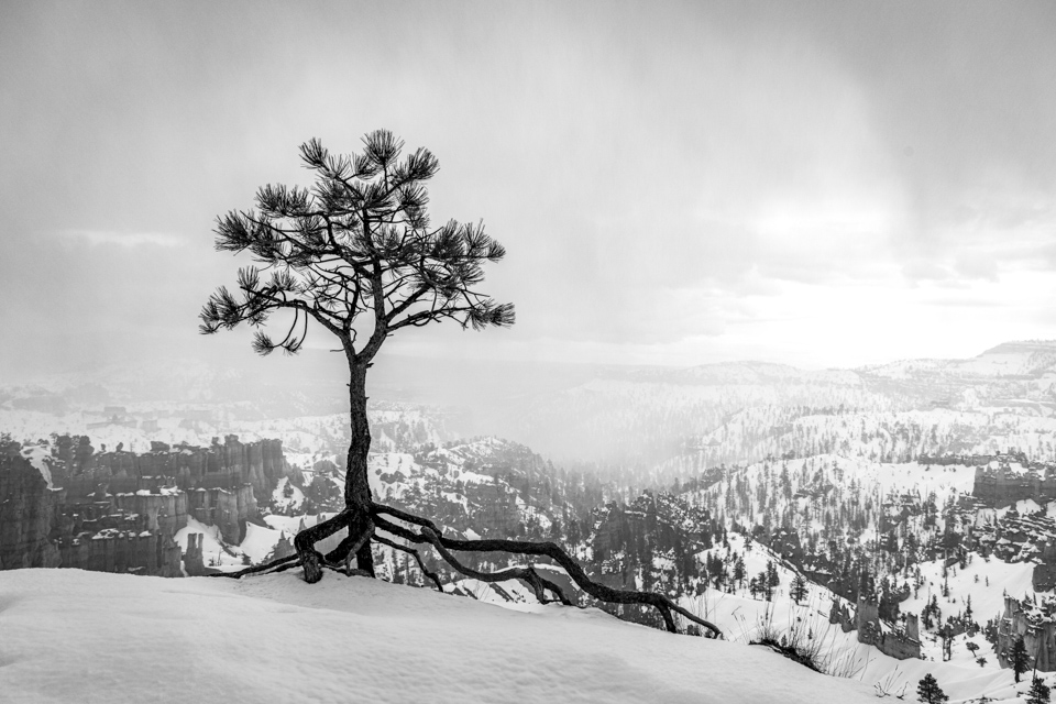 Small Tree in Bryce Canyon, Utah