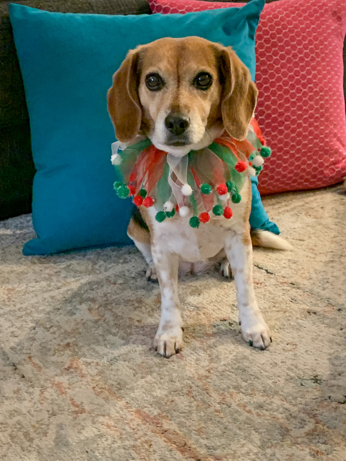 Christmas Beagle in Scottsdale, Arizona