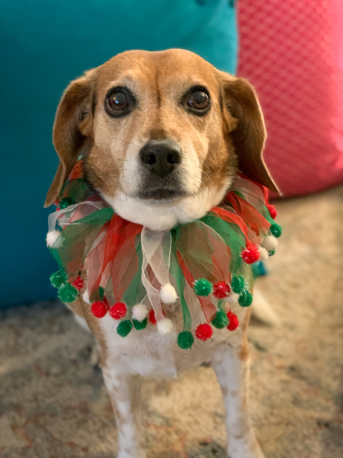 Cute Beagle in Scottsdale, Arizona
