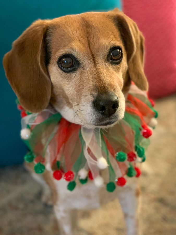 Nice Collar in Scottsdale, Arizona