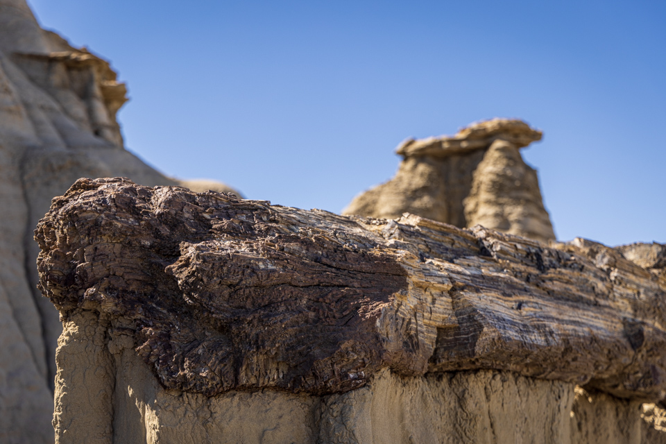 Petrified Log in Farmington, New Mexico