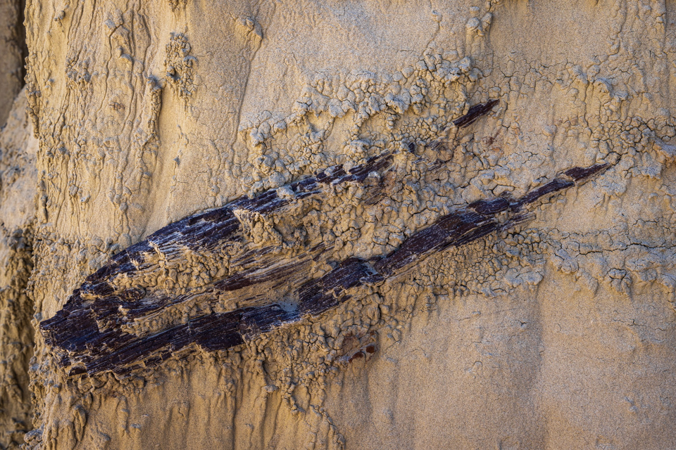 Embedded Wood in Farmington, New Mexico