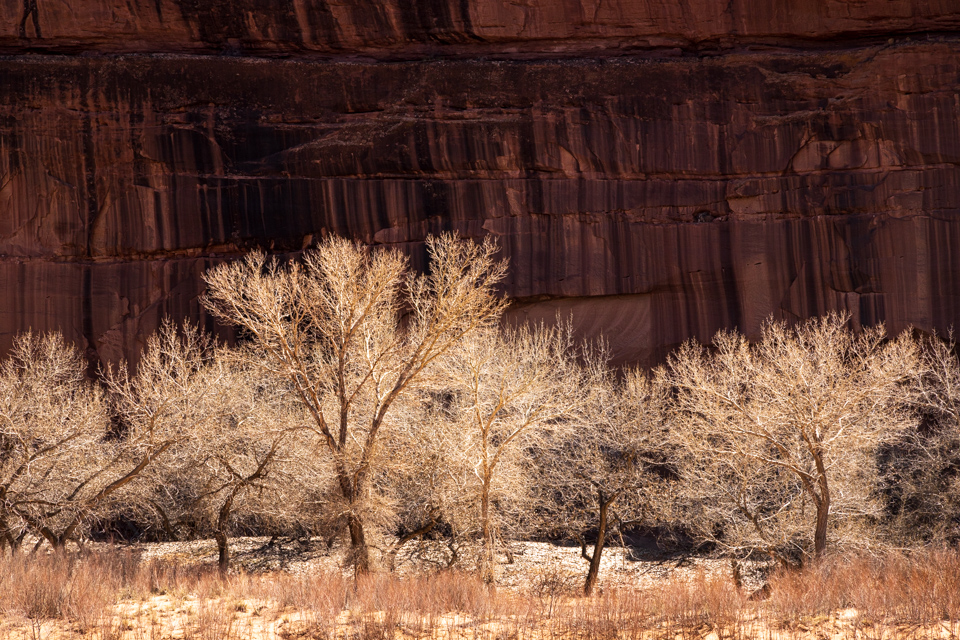 Cottonwood in Winter in Chinle, Arizona
