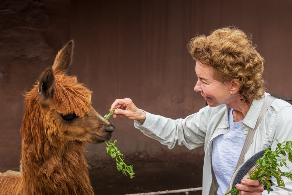 Alpaca Friend in Arequipa, Peru