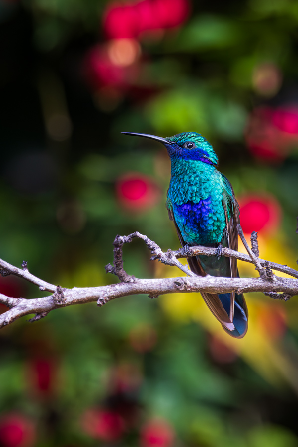 Violetear Hummingbirds in Sacred Valley, Peru