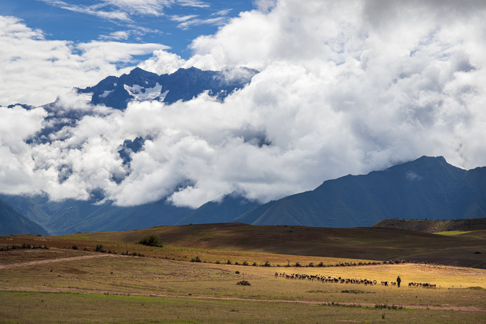 Sheep and Mountains  in Sacred Valley, Peru