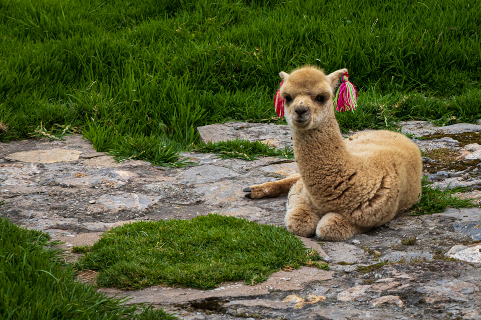 Nice Earrings  in Sacred Valley, Peru