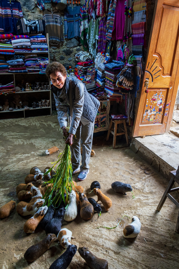 Cuy Need Love Too in Sacred Valley, Peru