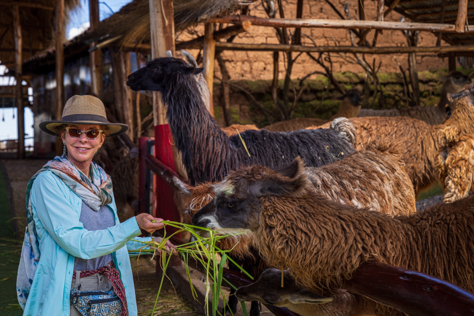 Hungry Llama in Cusco, Peru