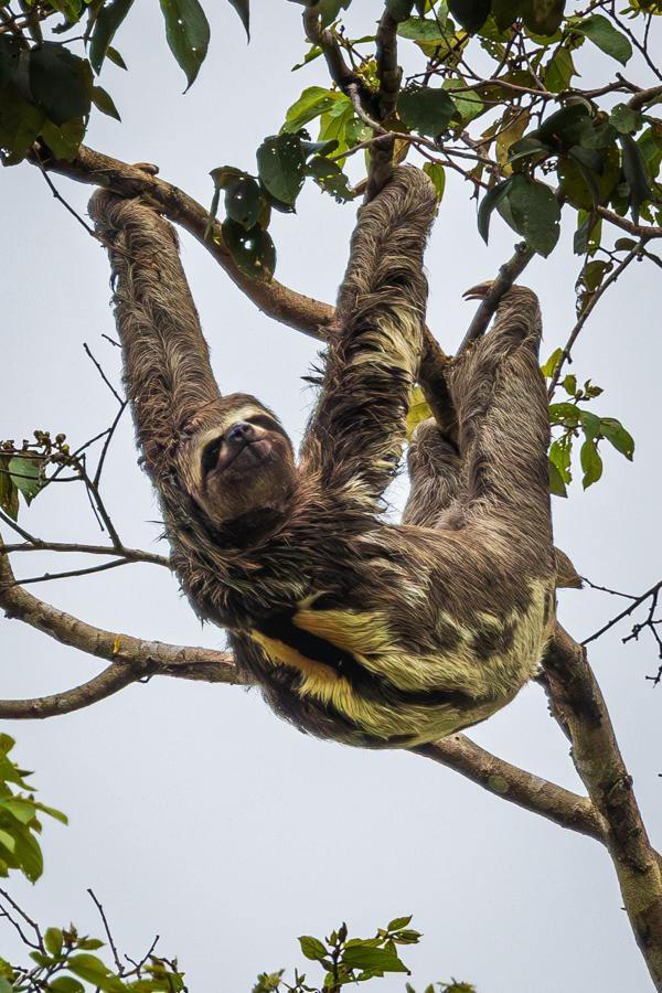 Brown-Throated Three-Toed Sloth in Amazon, Peru